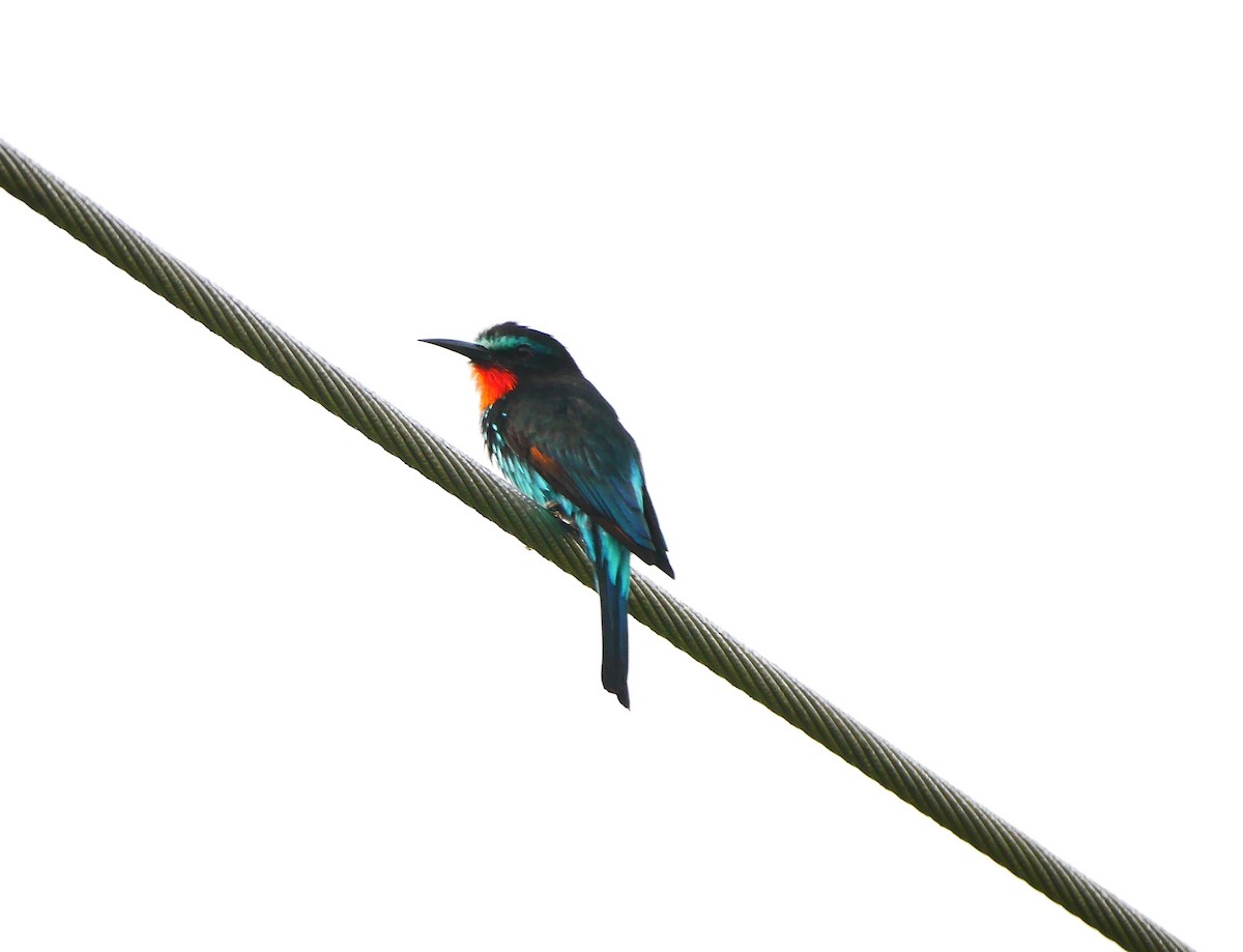 Black Bee-eater - ML616174491