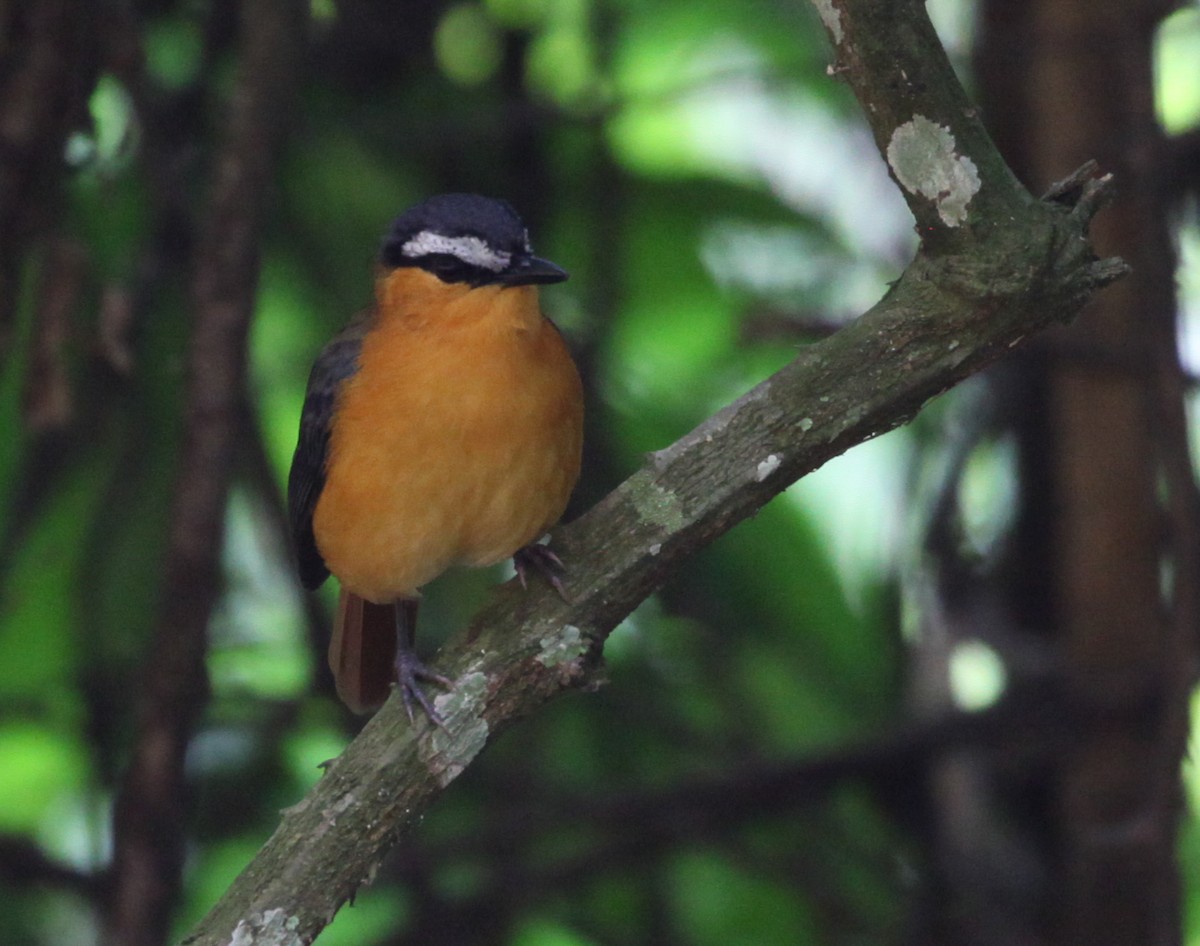 Gray-winged Robin-Chat - ML616174594