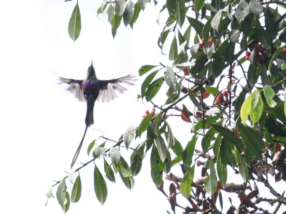 Purple-breasted Sunbird - ML616174640