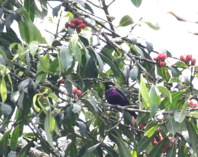 Purple-breasted Sunbird - ML616174641