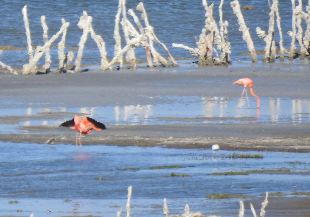 Amerika Flamingosu - ML616174654