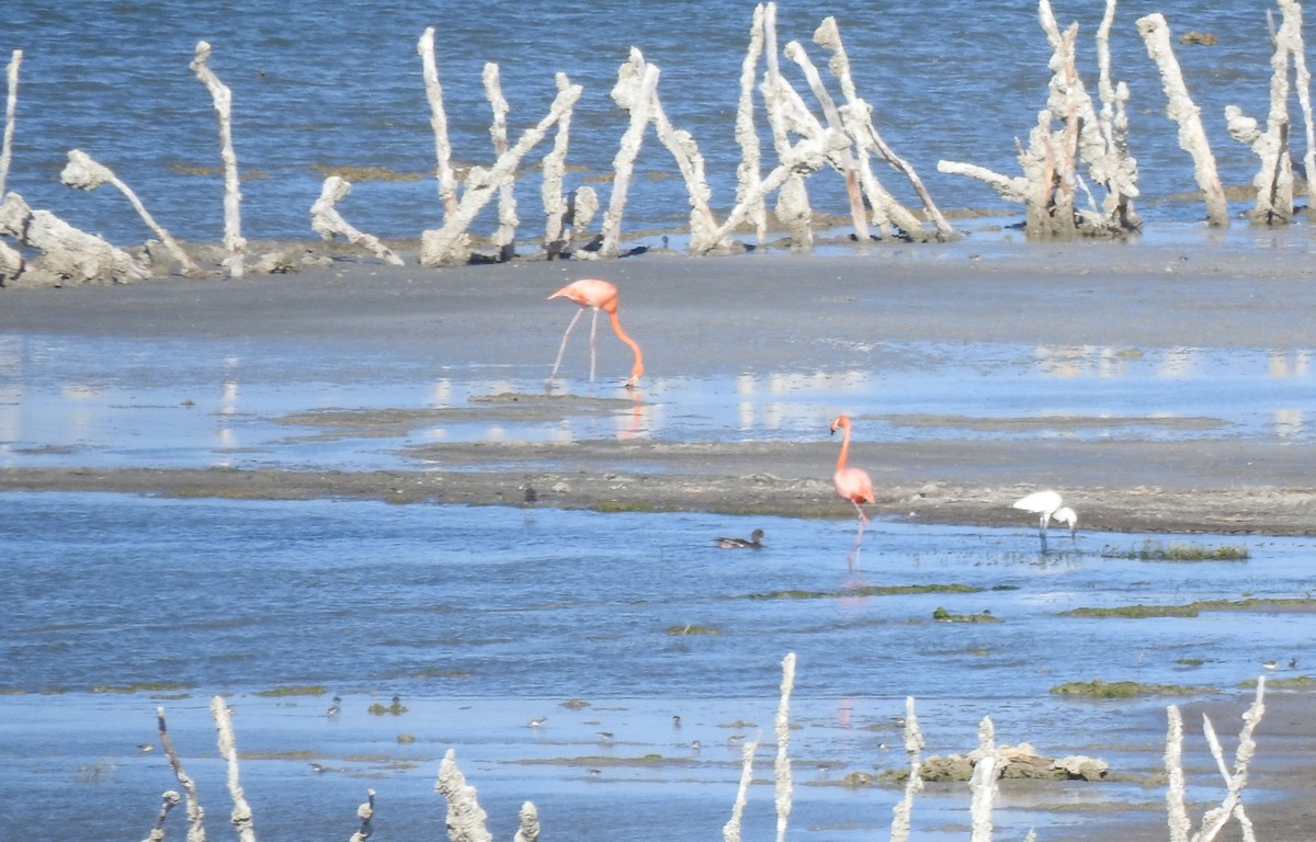 Amerika Flamingosu - ML616174655