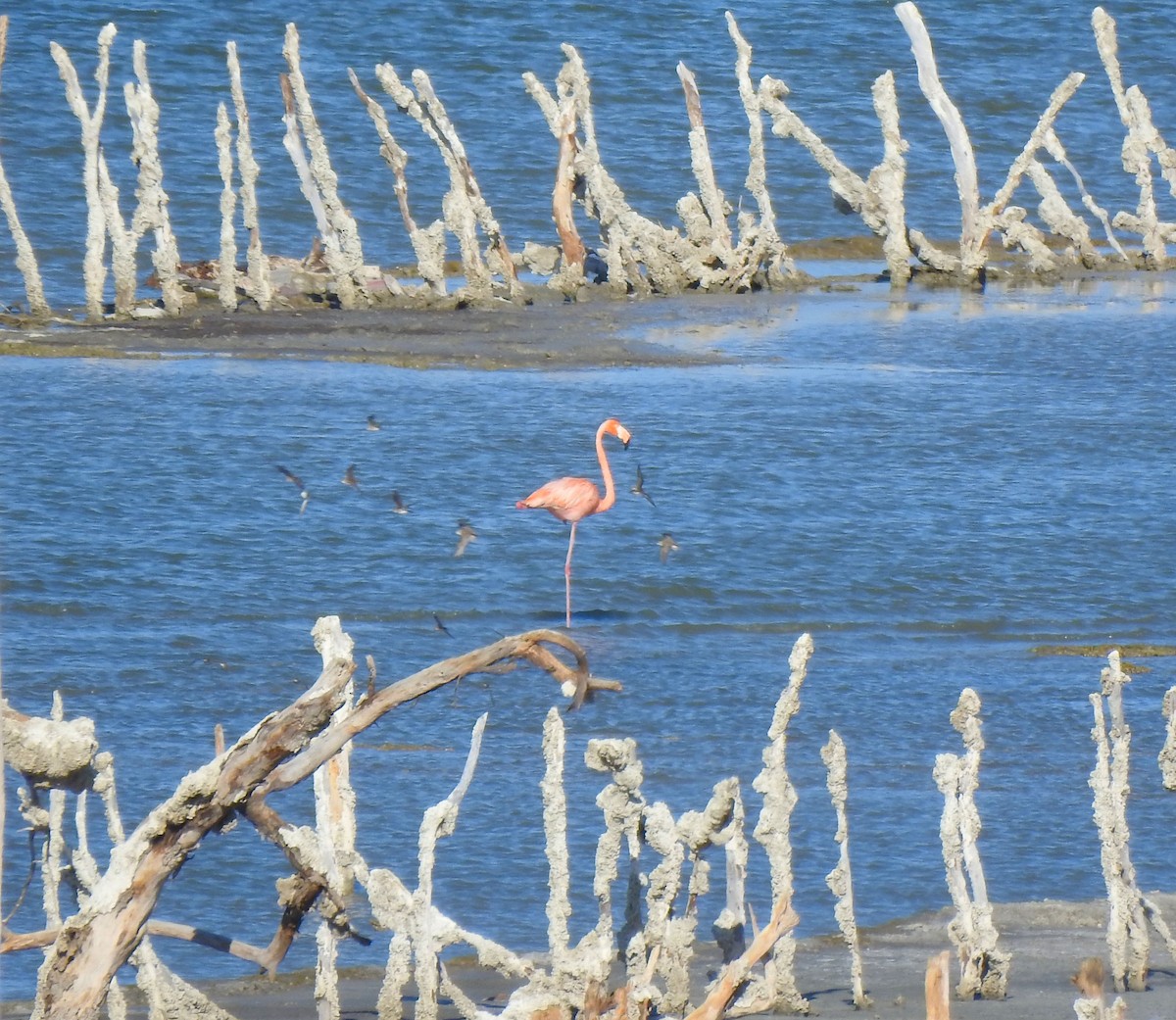 American Flamingo - ML616174656