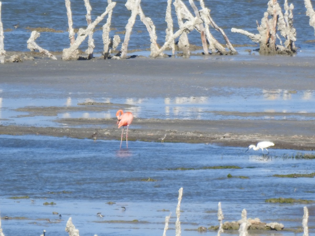 Amerika Flamingosu - ML616174658