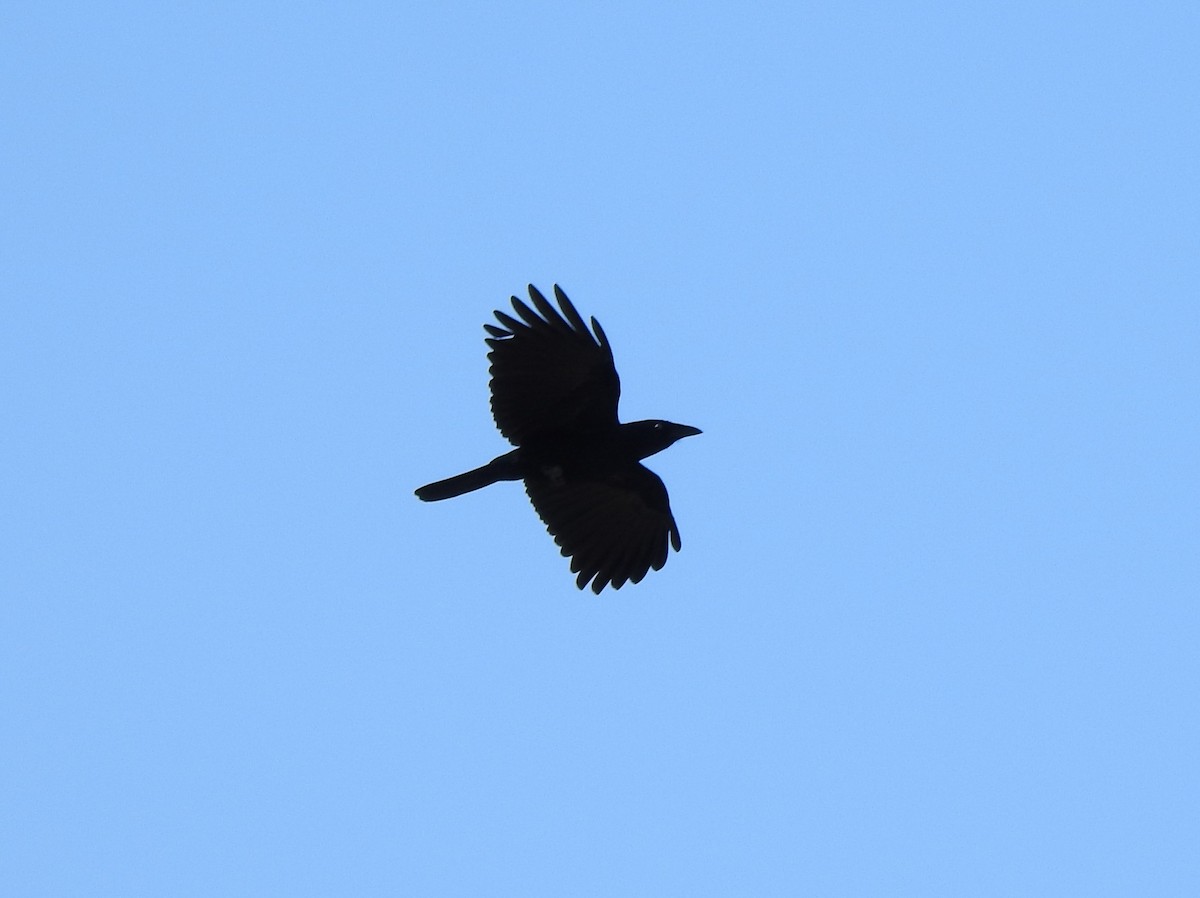Hispaniolan Palm-Crow - ML616174691