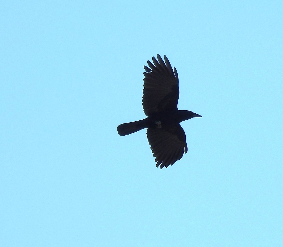 Hispaniolan Palm-Crow - ML616174692