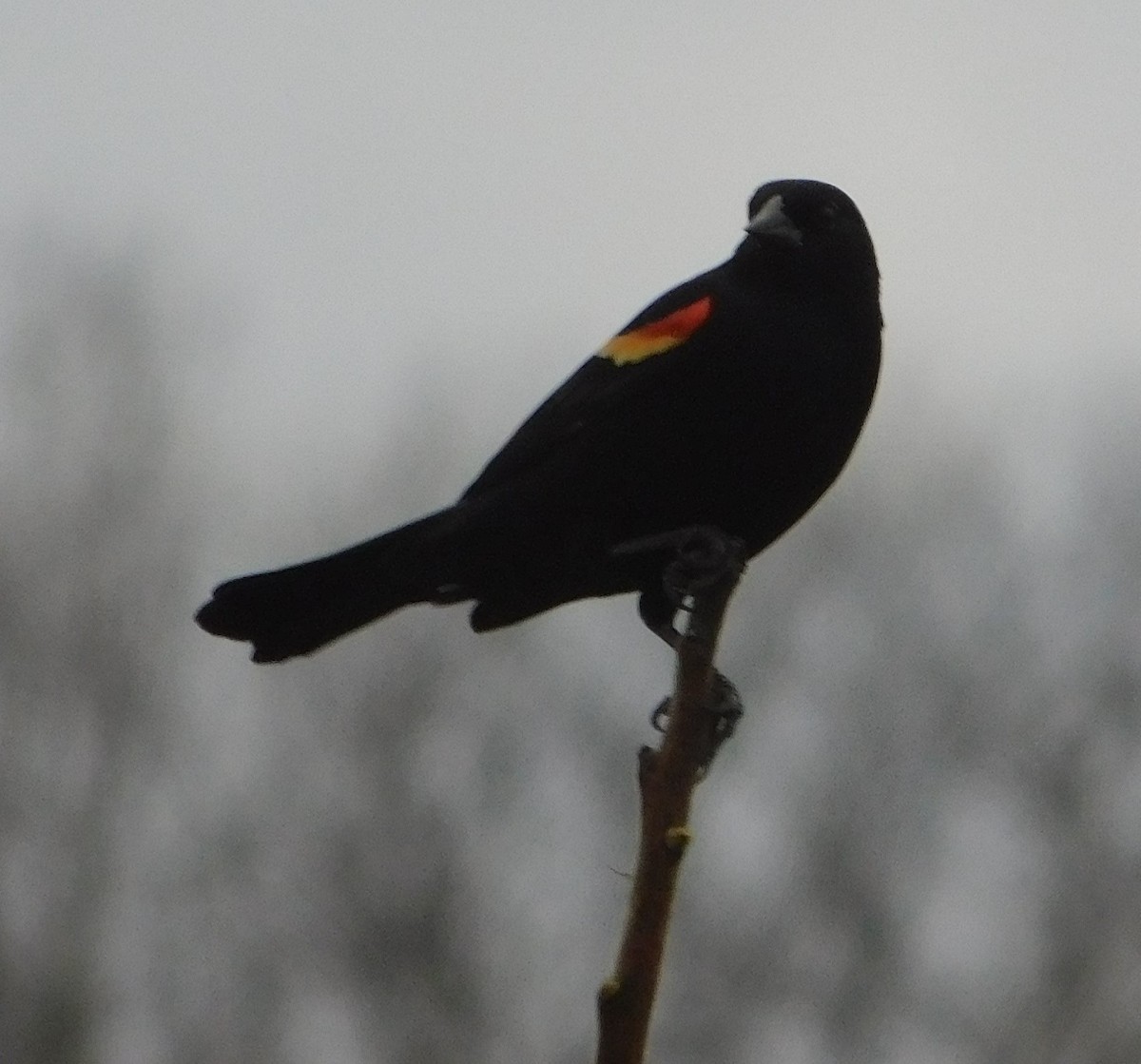 Red-winged Blackbird - ML616174793