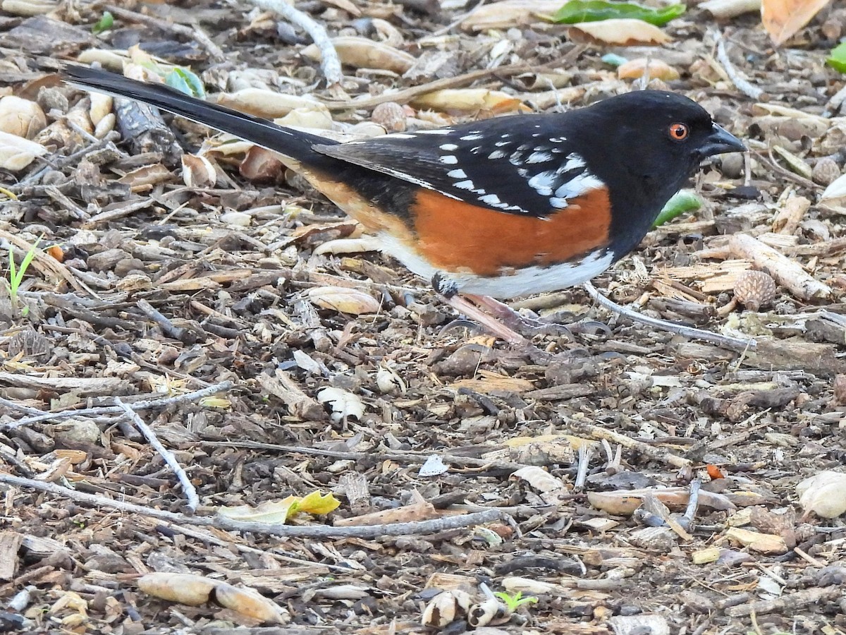 Spotted Towhee - ML616174842