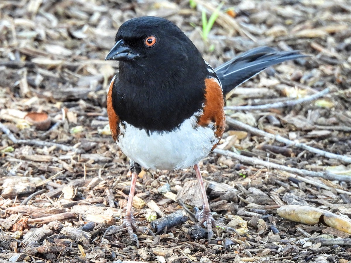 Spotted Towhee - ML616174843
