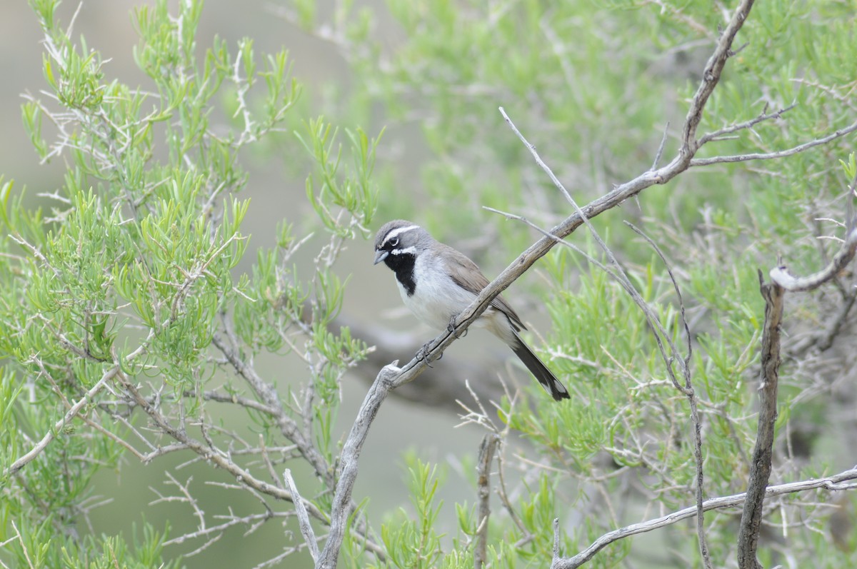 Black-throated Sparrow - ML616174877