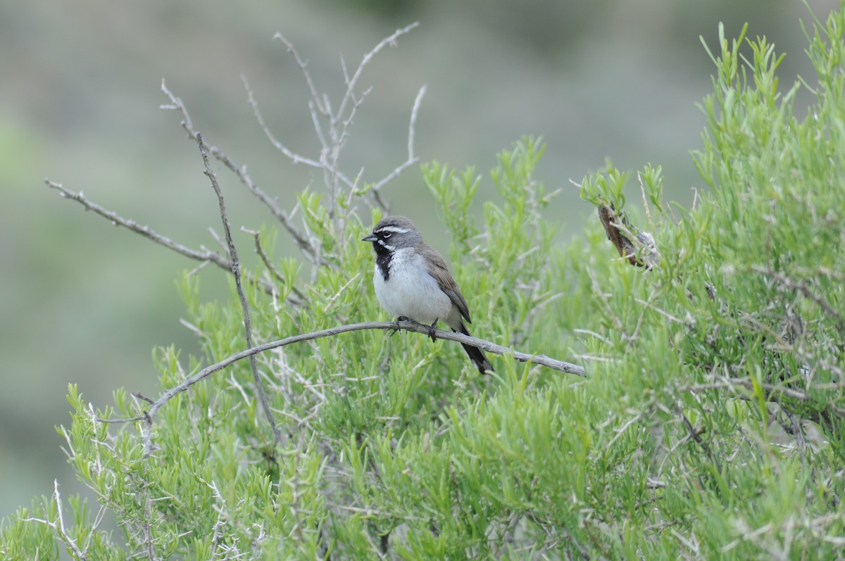 Black-throated Sparrow - ML616174878