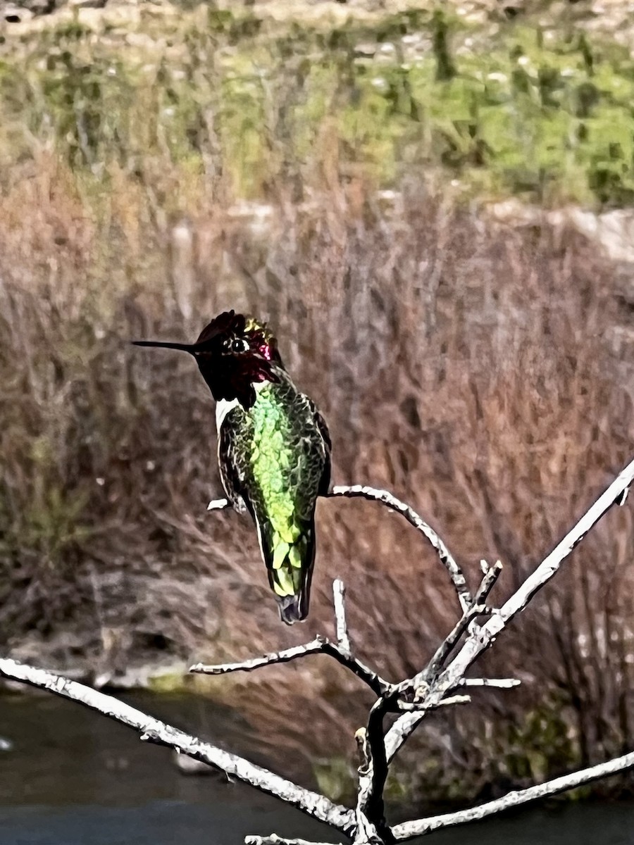 Anna's Hummingbird - Ellen Vigna