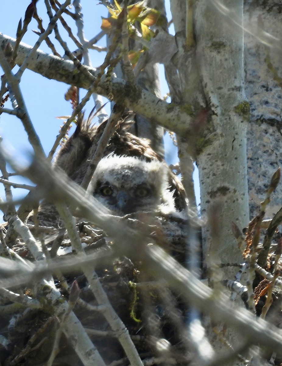 Great Horned Owl - ML616175480
