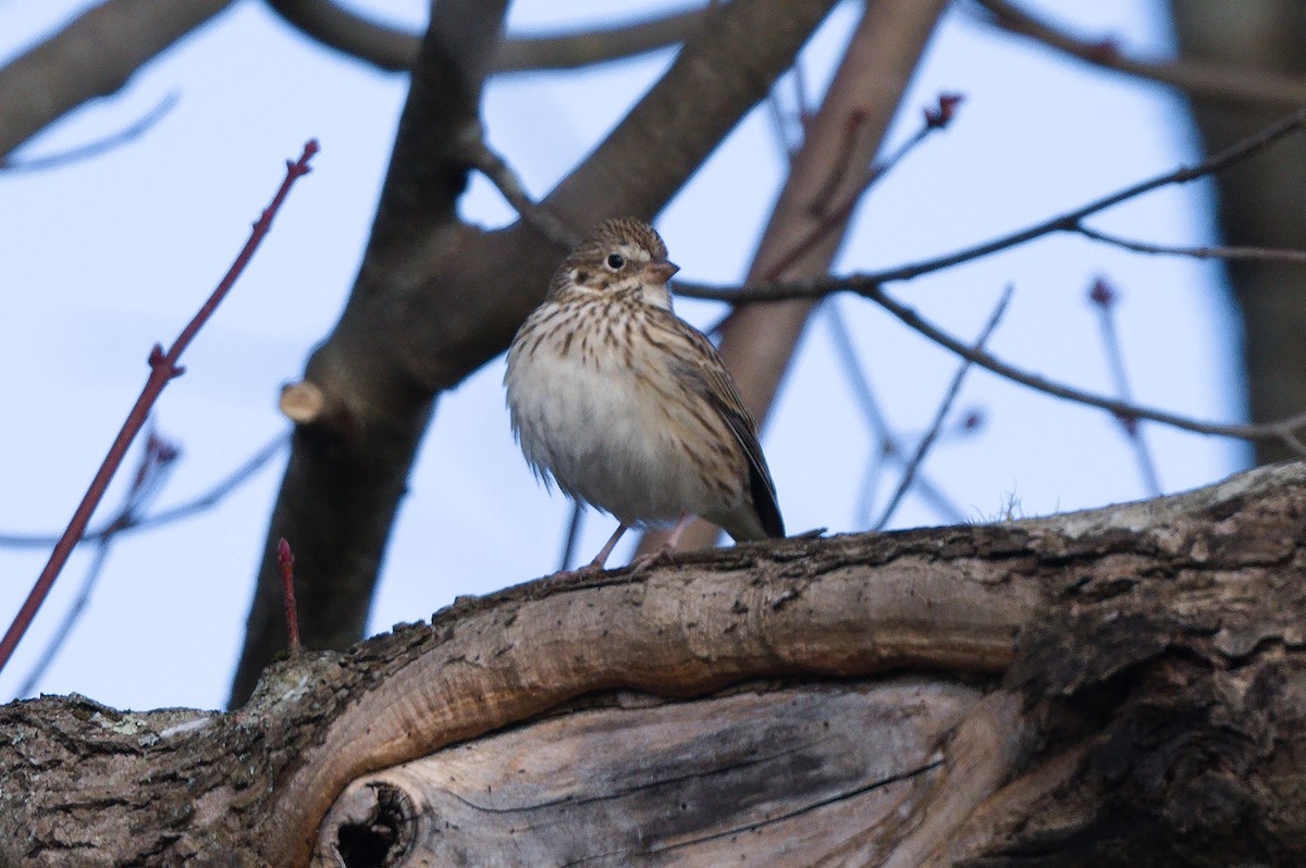 Vesper Sparrow - Richard Gray