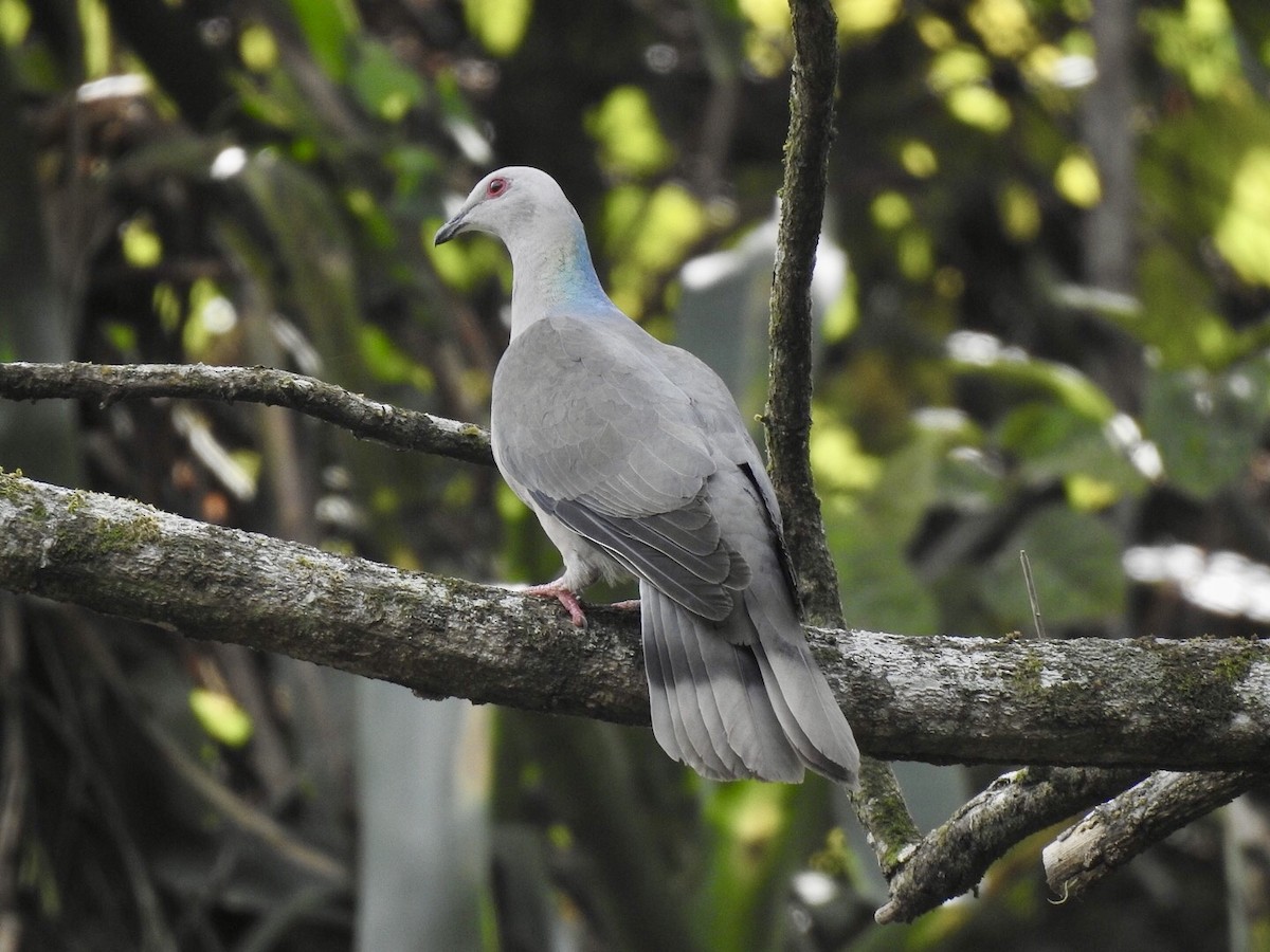 Ring-tailed Pigeon - Gloria and Andy Schwabe