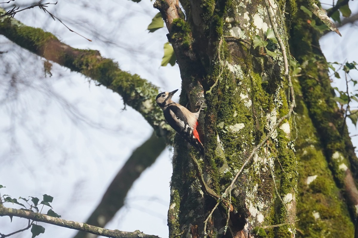Great Spotted Woodpecker - ML616175852