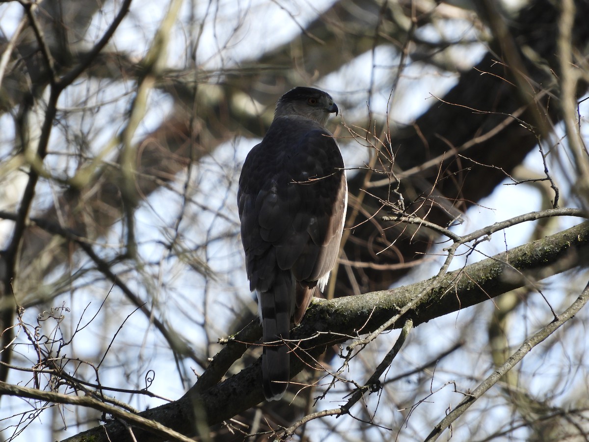 eBird Checklist 17 Mar 2024 Southpoint Park, Lexington USKY 37.