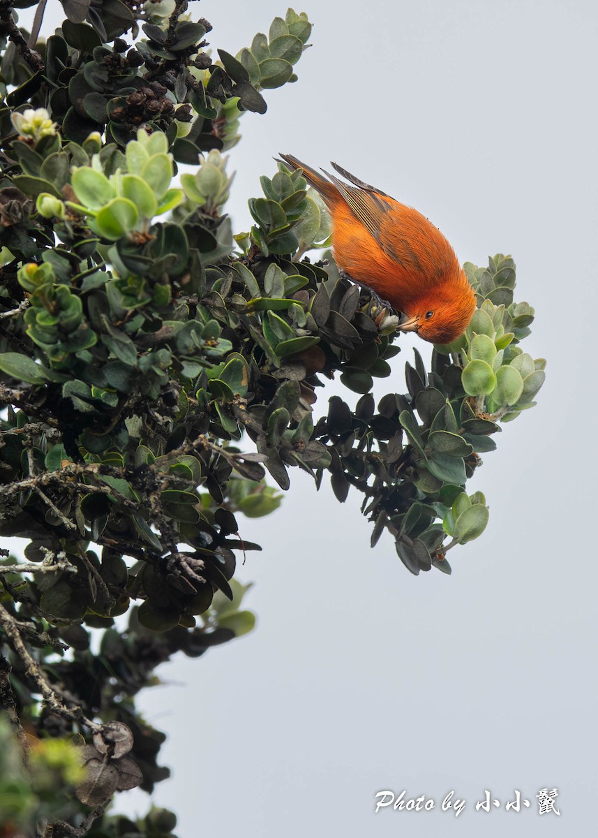 Hawaii-Akepakleidervogel - ML616175891