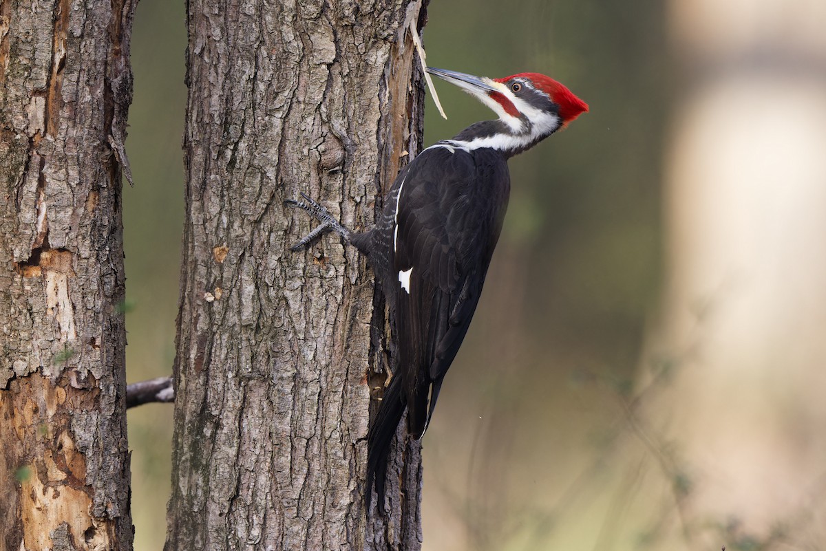 Pileated Woodpecker - ML616176146