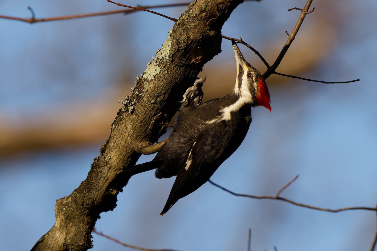 Pileated Woodpecker - ML616176155