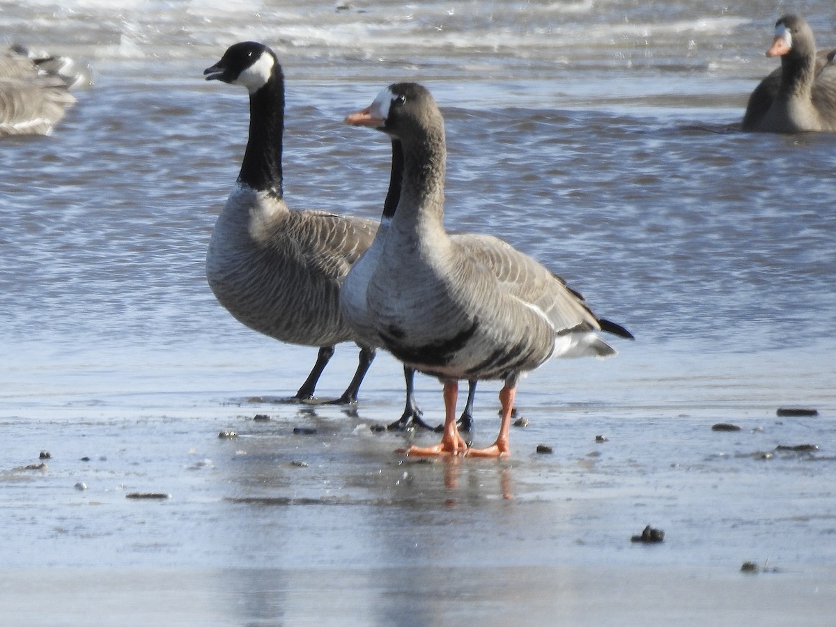 Greater White-fronted Goose - ML616176376