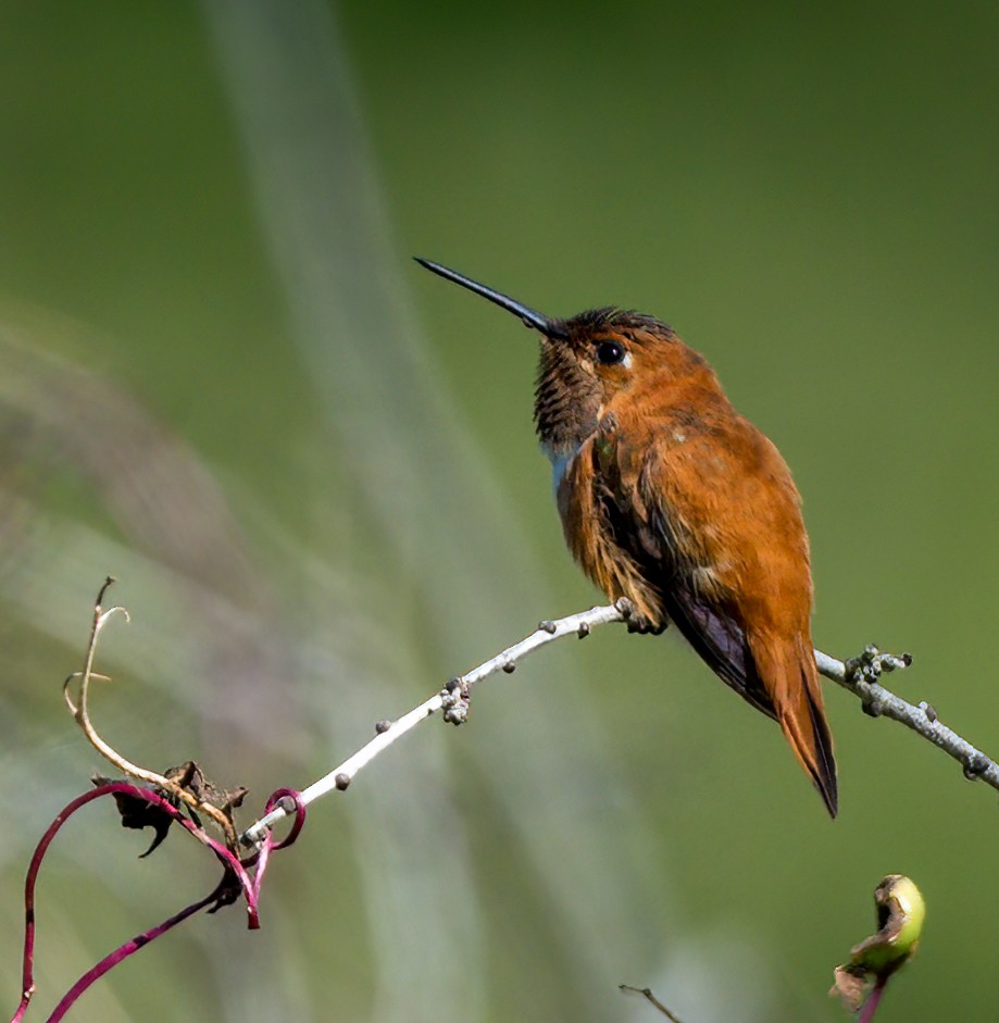 Rufous Hummingbird - ML616176536