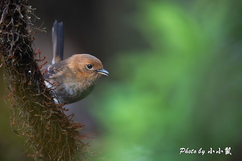 Hawaii, United States - eBird