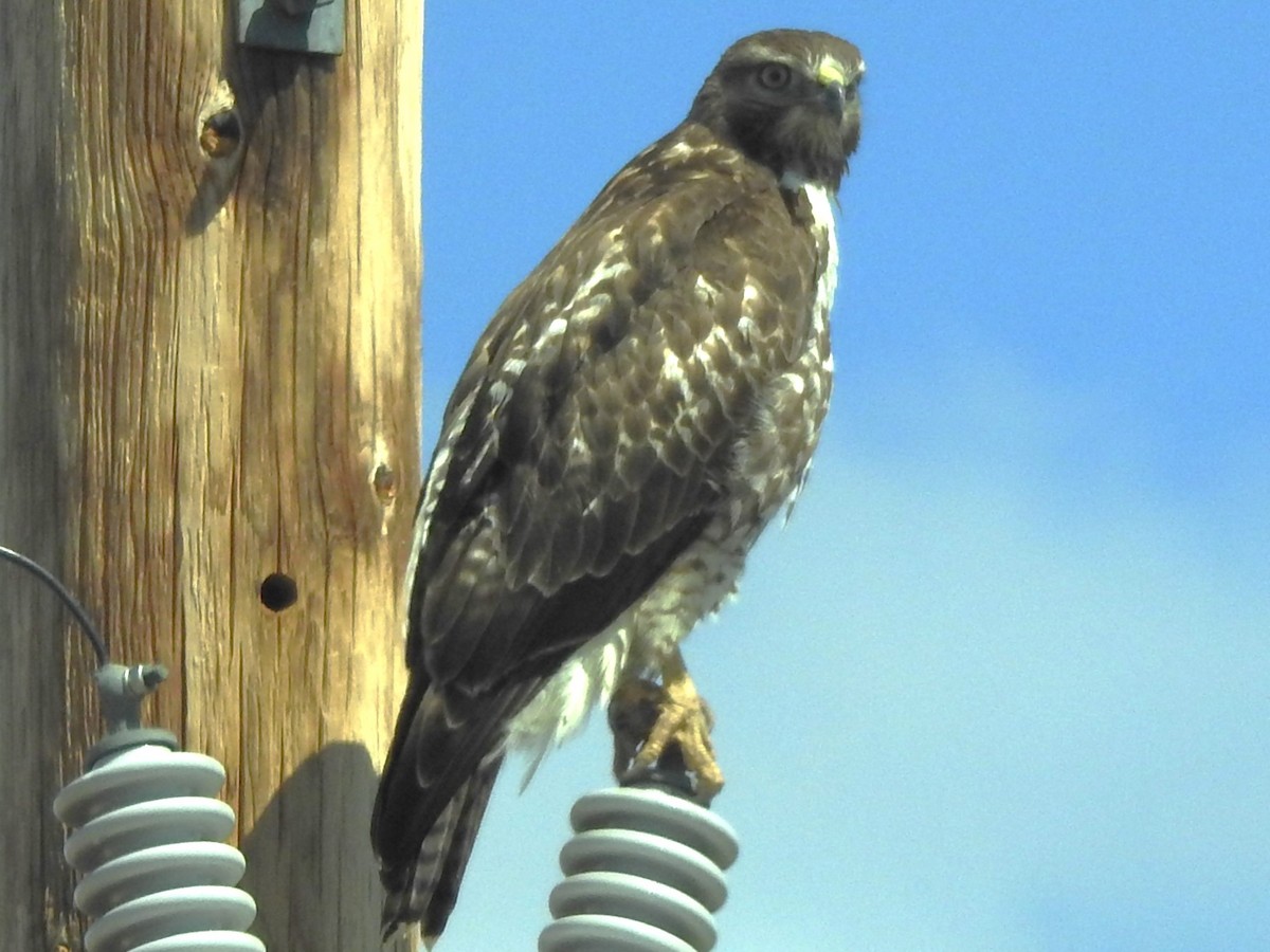 Red-tailed Hawk - ML616176670