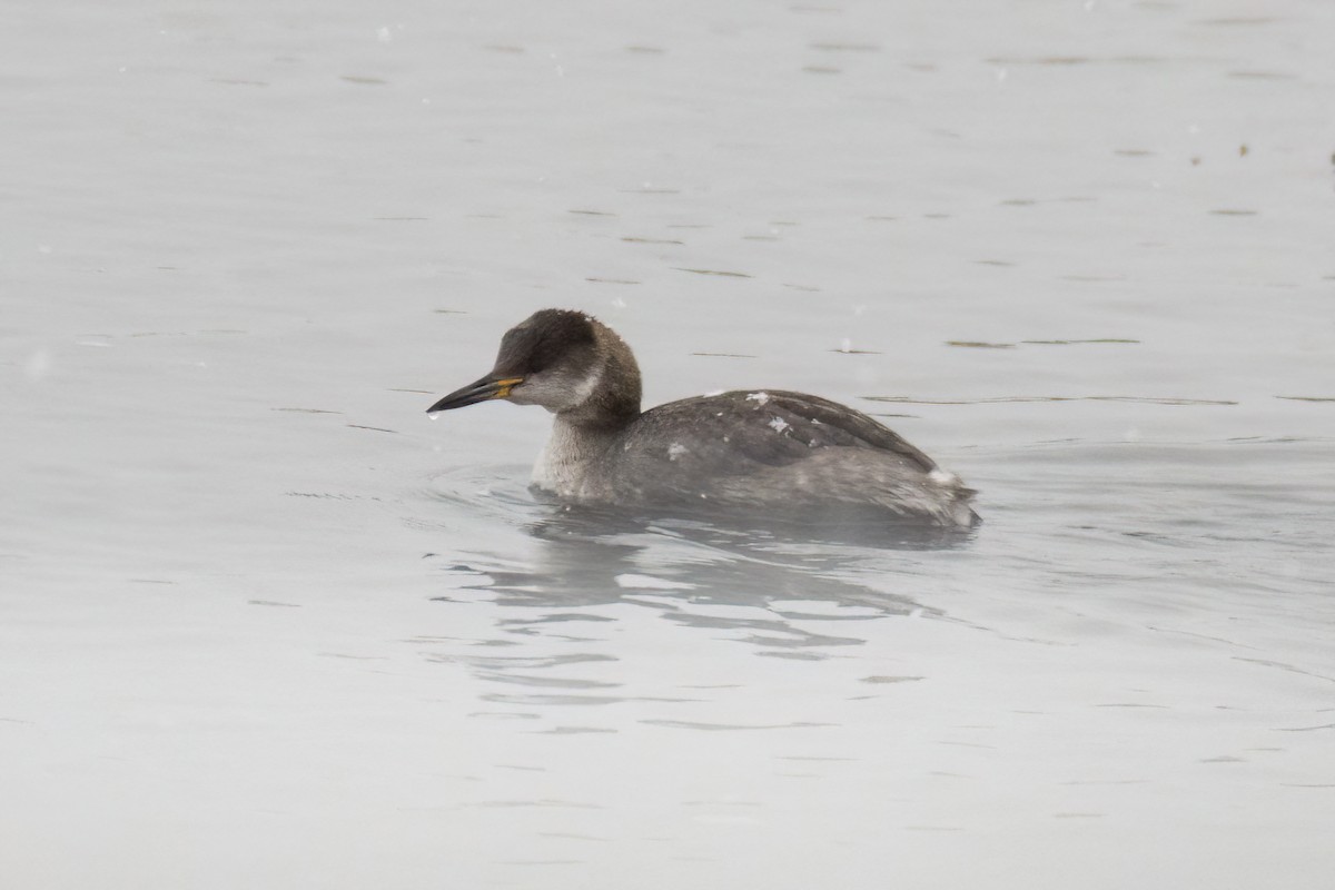 Red-necked Grebe - ML616176673