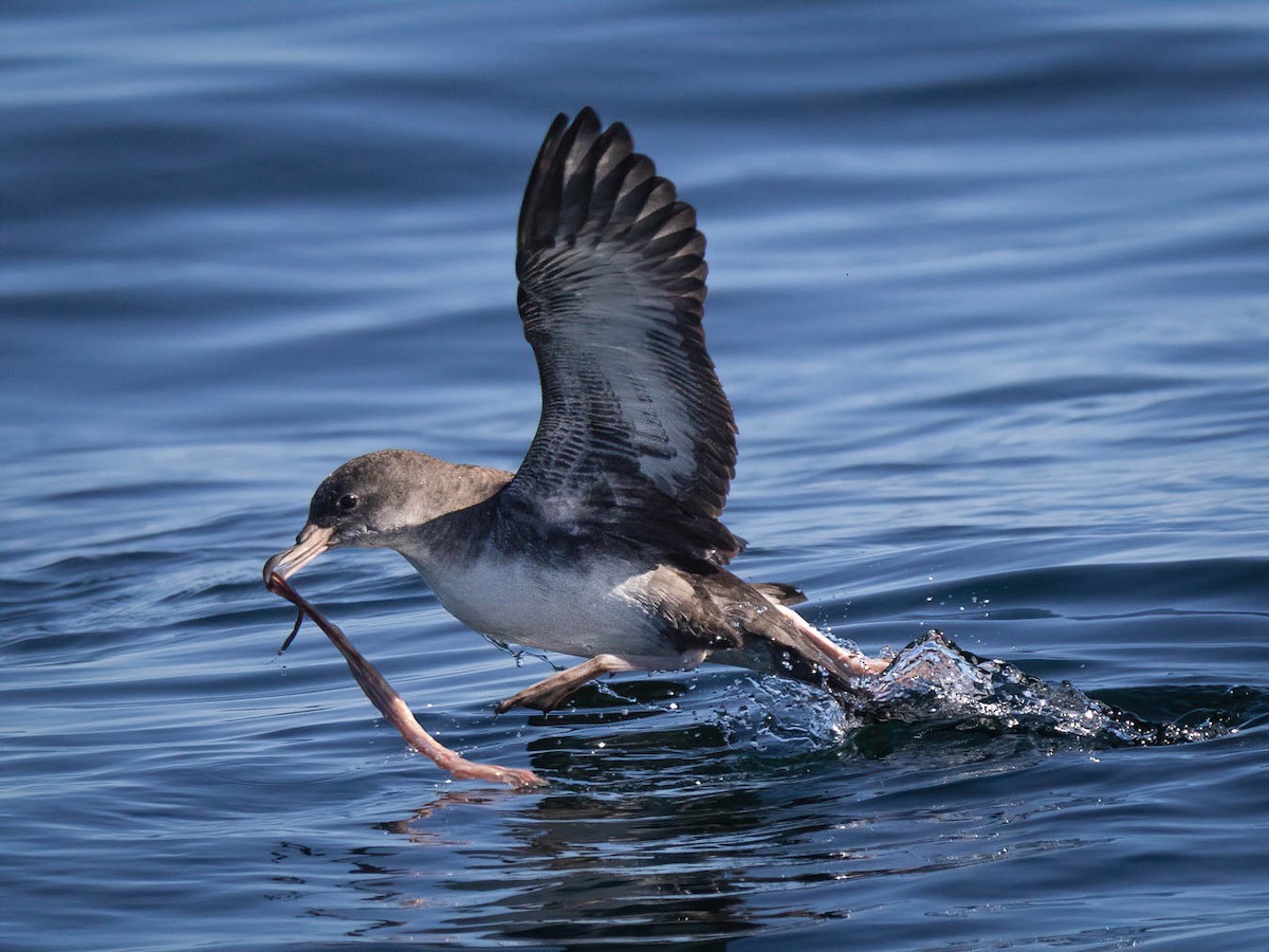 Pink-footed Shearwater - ML616176719
