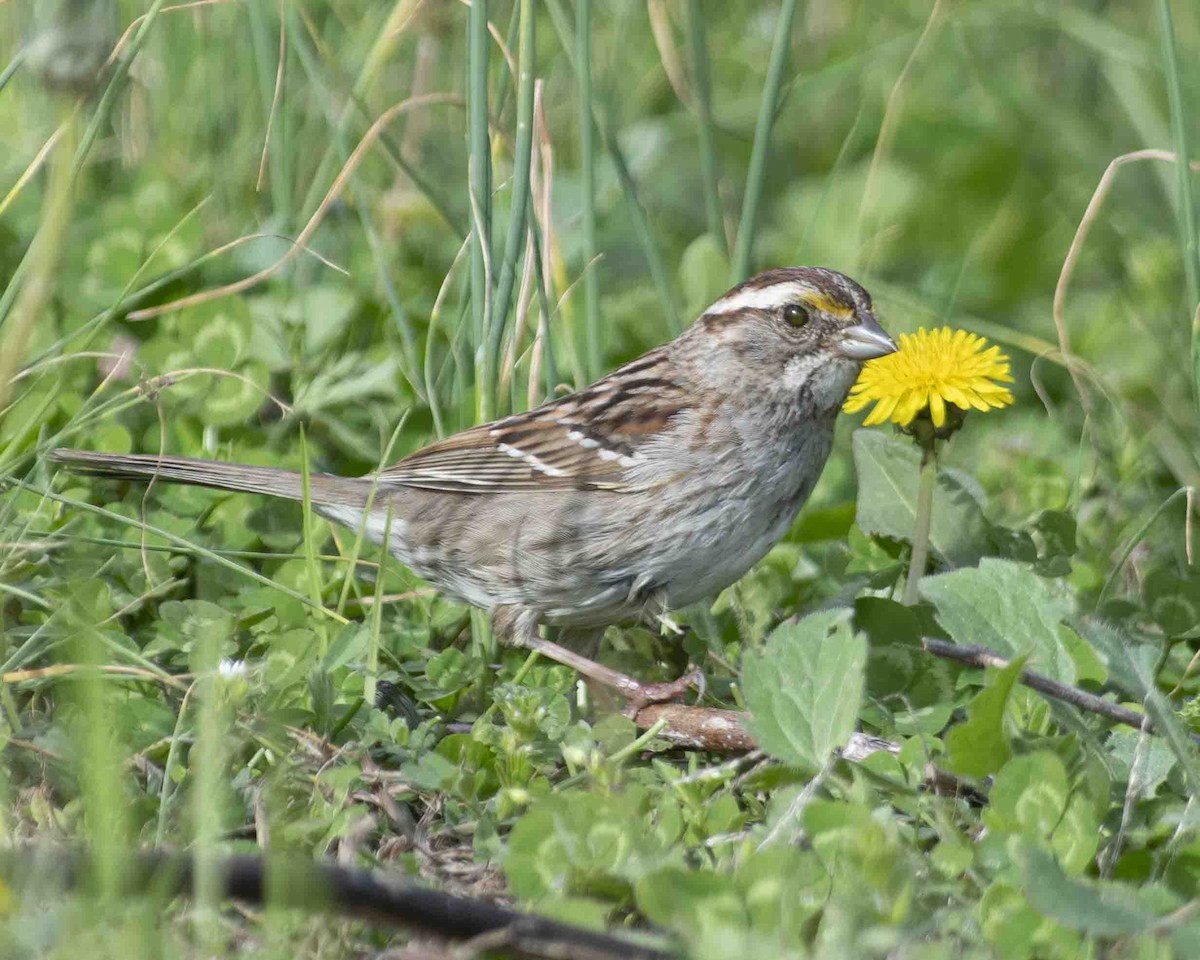 White-throated Sparrow - ML616176750