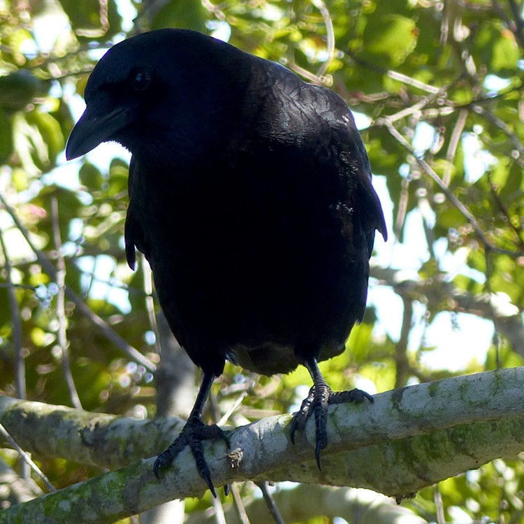 American Crow - ML616176889