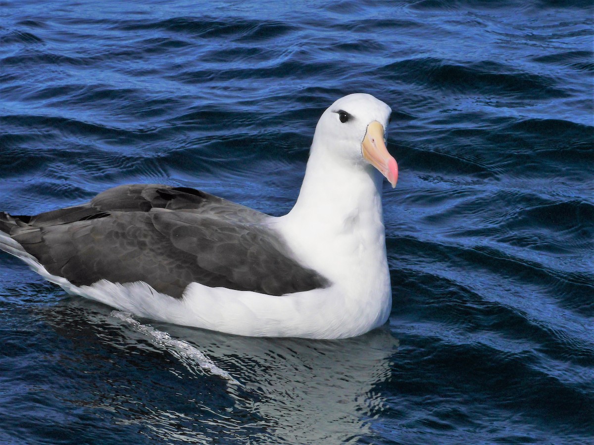 albatros černobrvý - ML616176959