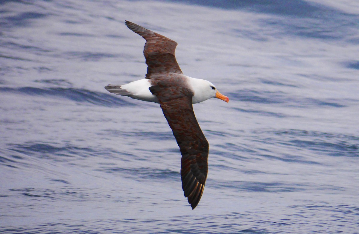 albatros černobrvý - ML616176960