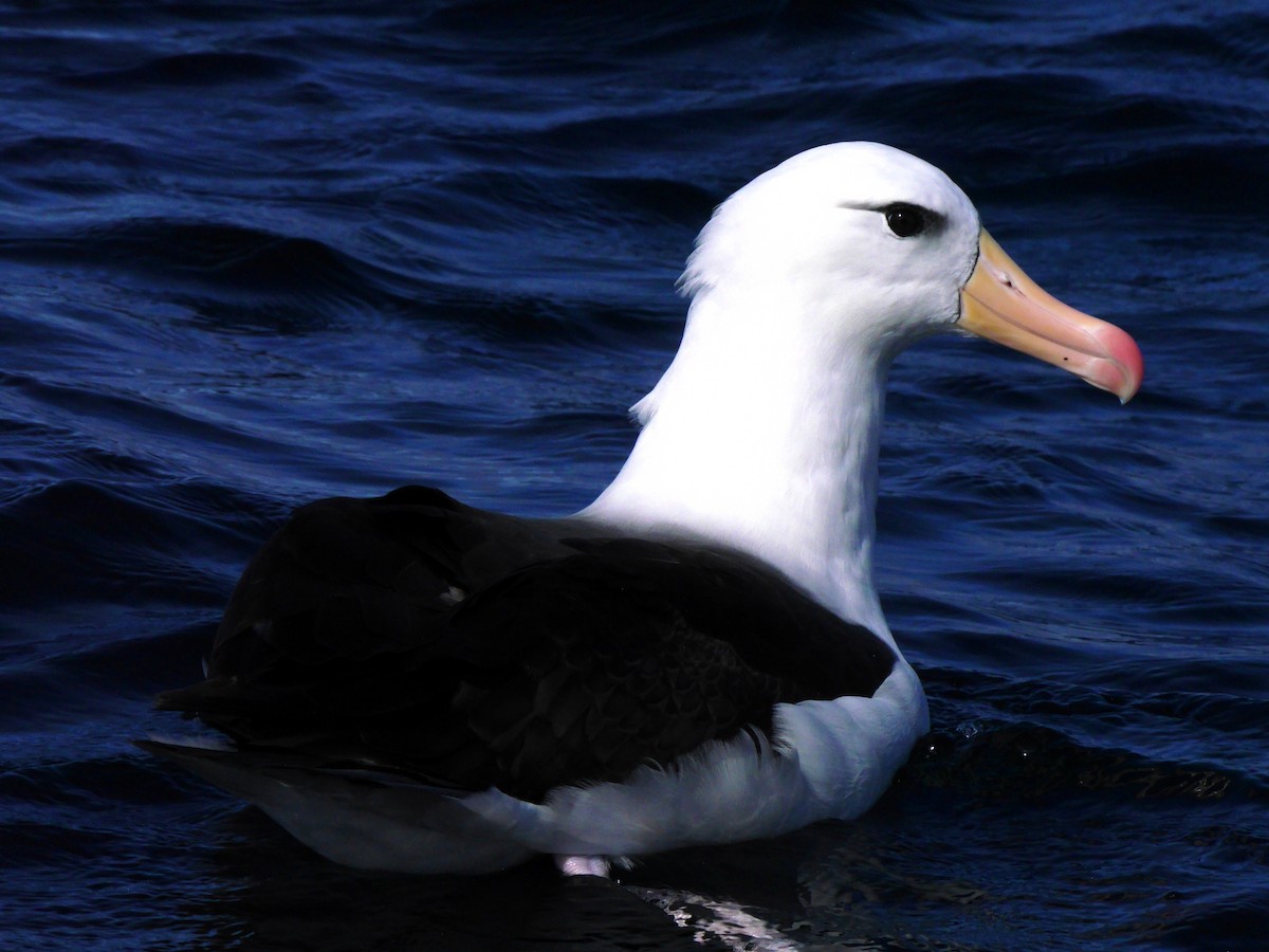 Albatros à sourcils noirs - ML616176961
