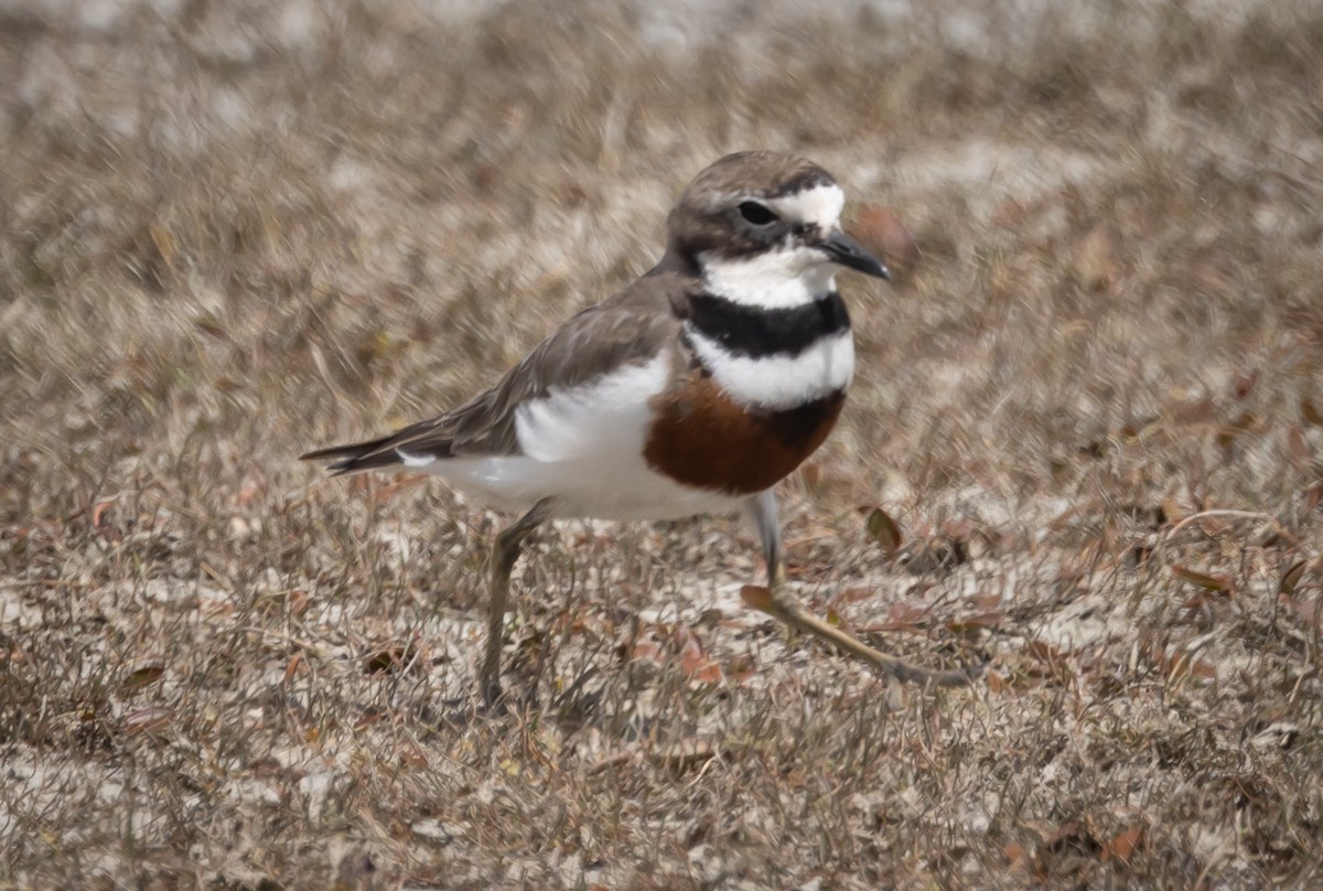 Double-banded Plover - ML616177051