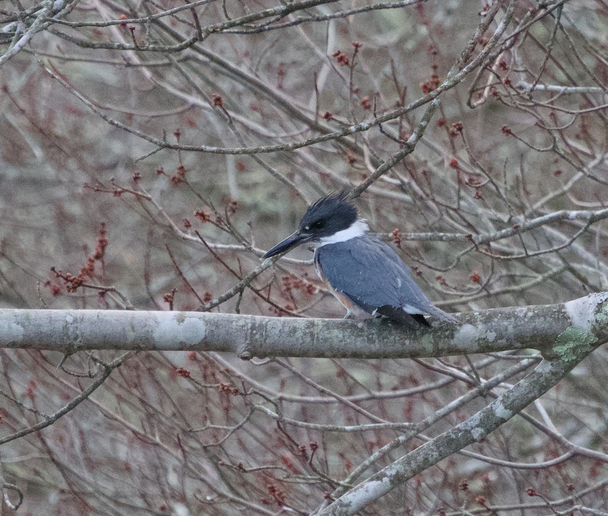 Belted Kingfisher - ML616177057