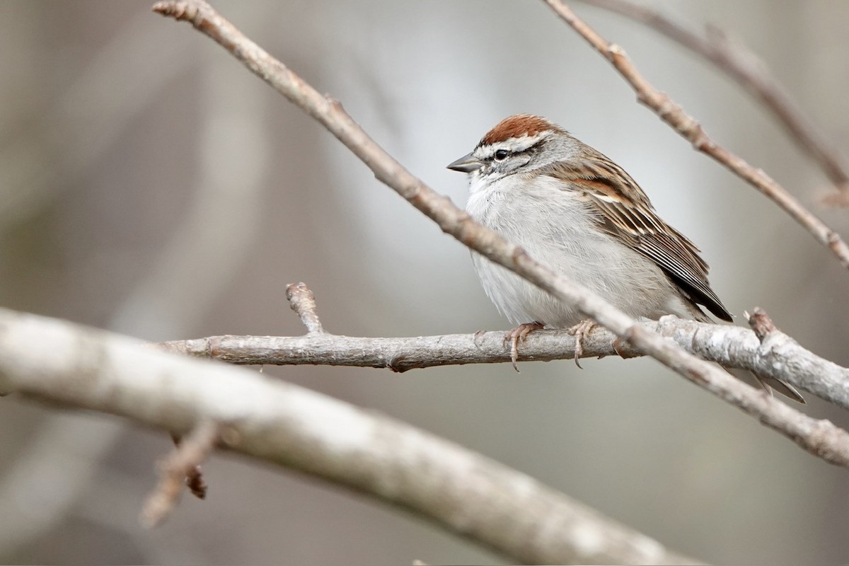 Chipping Sparrow - Fleeta Chauvigne