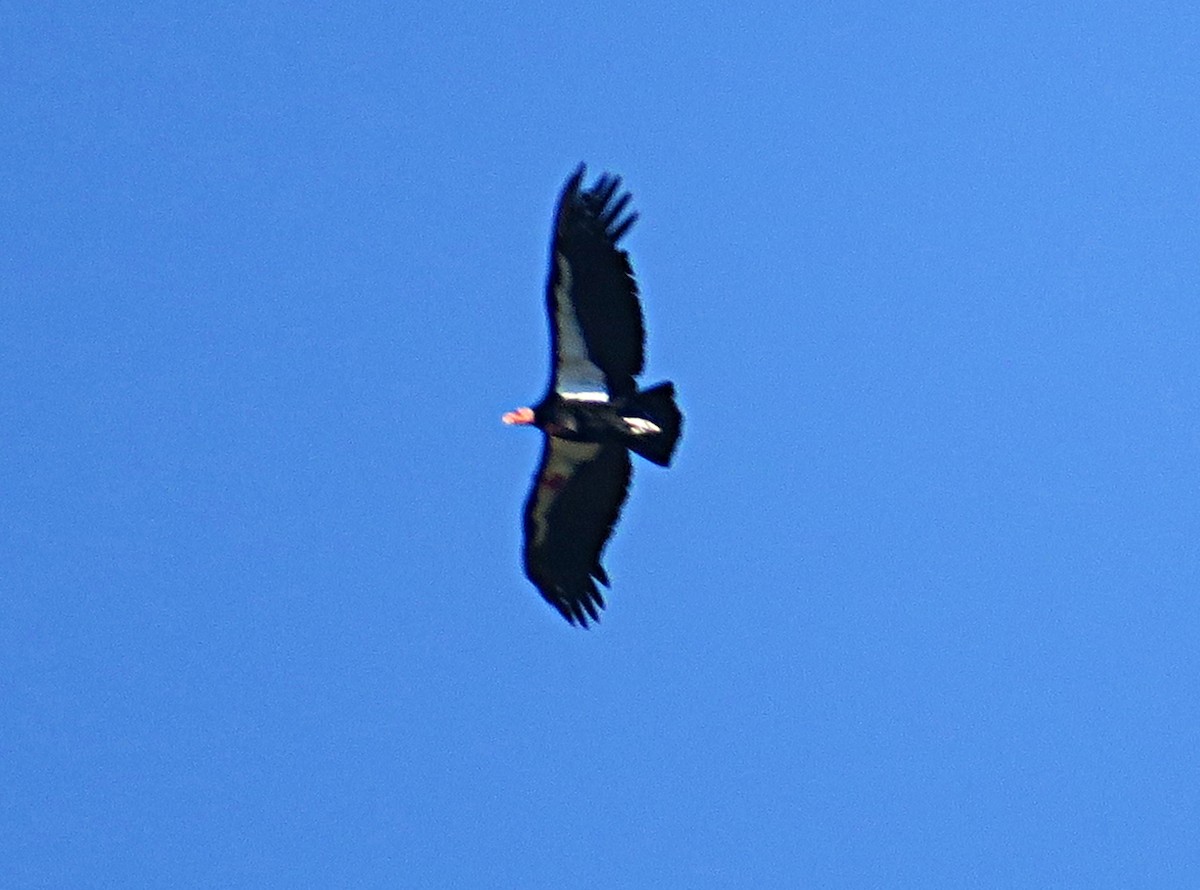Condor de Californie - ML616177098