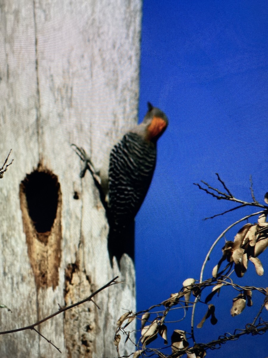 Ladder-backed Woodpecker - ML616177174