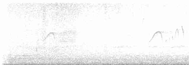 Weißbauch-Phoebetyrann - ML616177371
