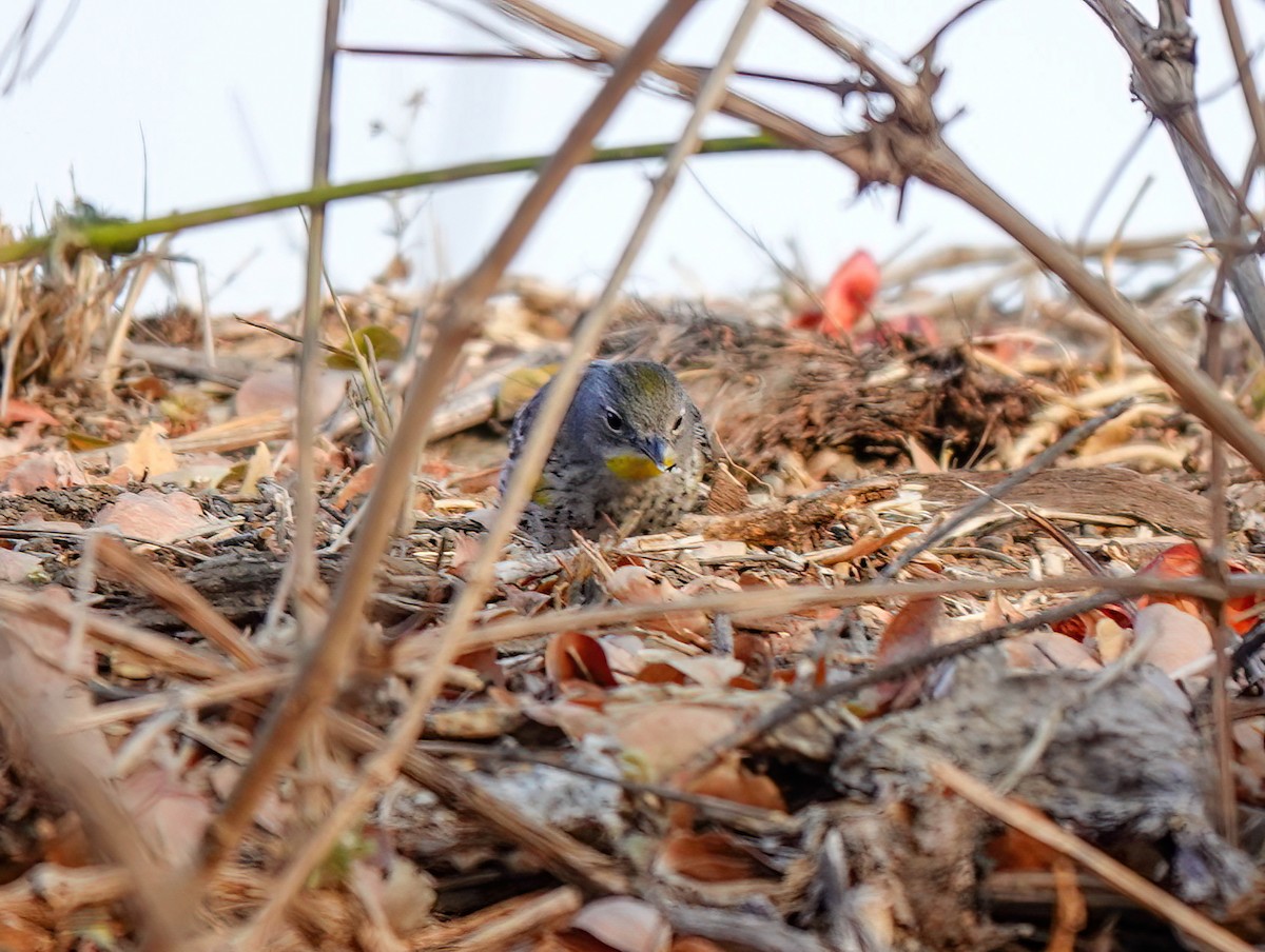 Yellow-rumped Warbler (Audubon's) - ML616177611