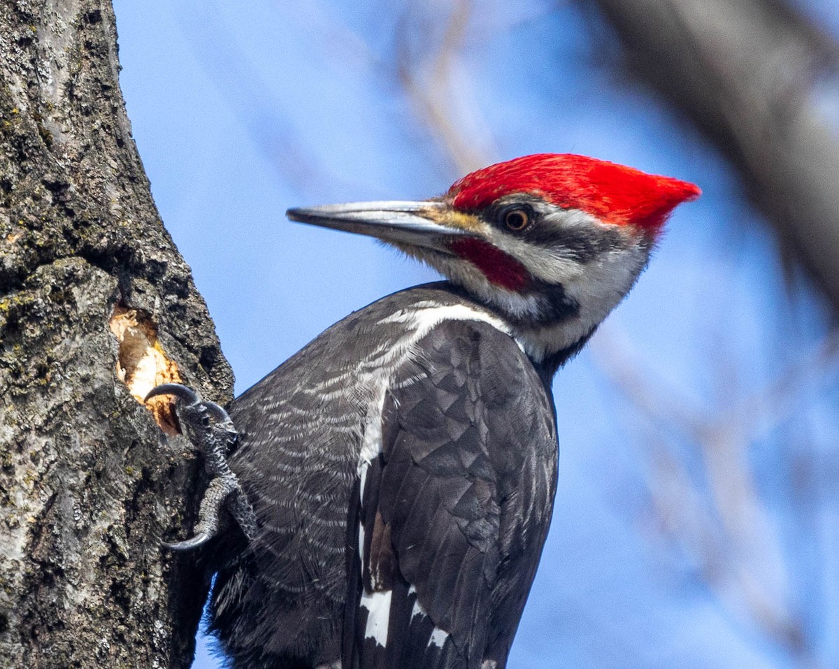 Pileated Woodpecker - ML616177613