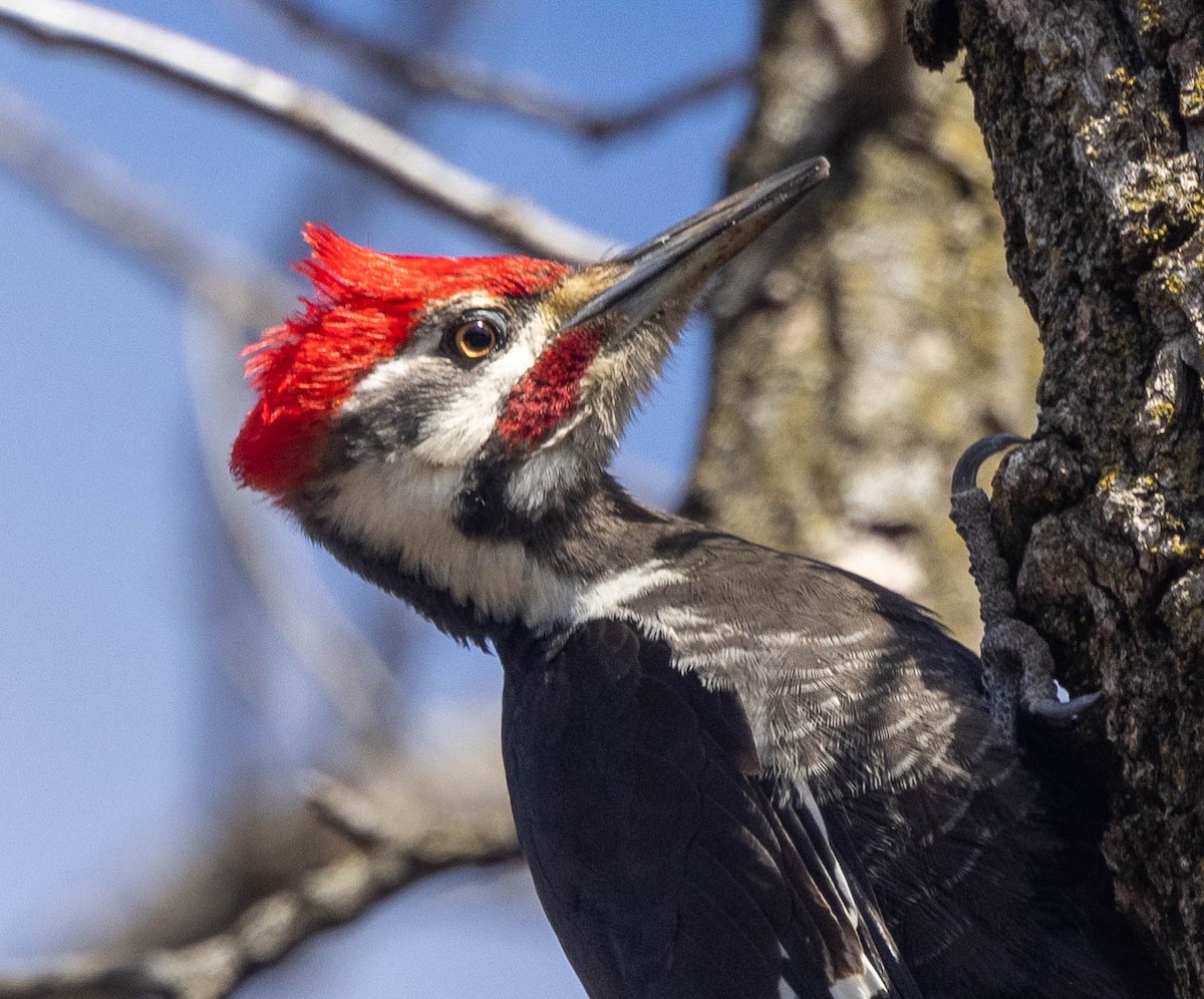 Pileated Woodpecker - ML616177615