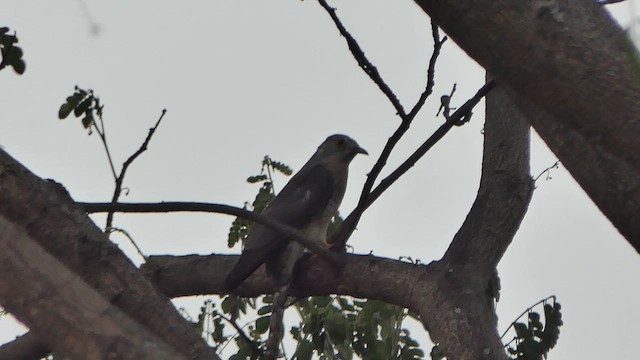 Common Hawk-Cuckoo - ML616177702