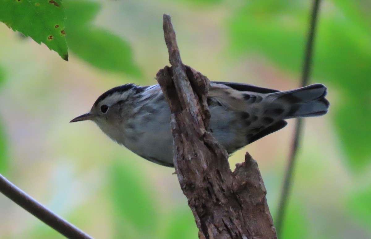 Black-and-white Warbler - ML616177727