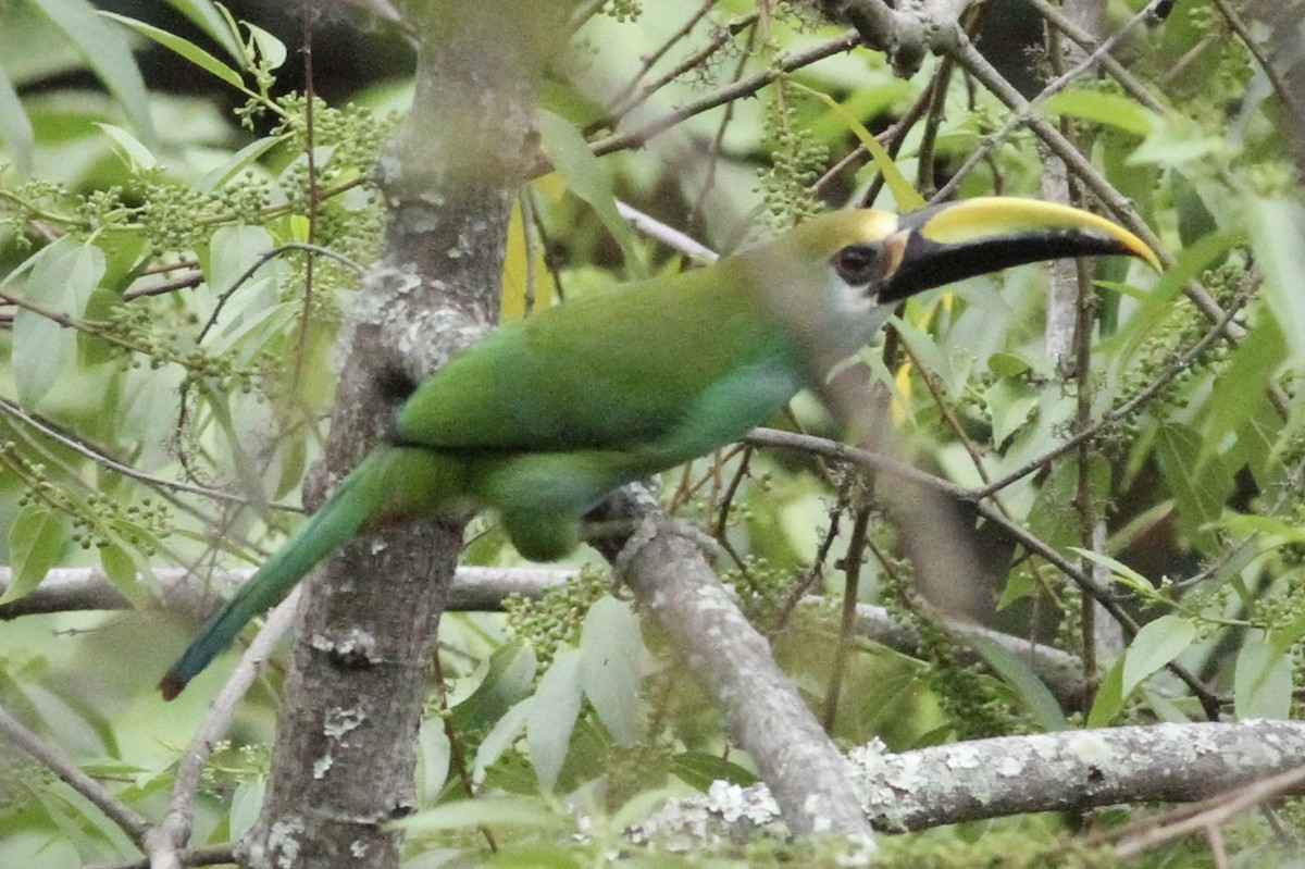 Northern Emerald-Toucanet (Wagler's) - ML616177755