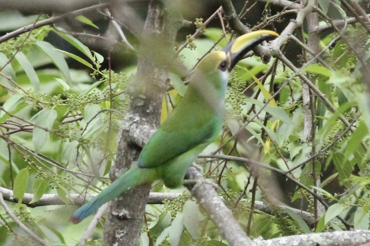 Northern Emerald-Toucanet (Wagler's) - ML616177756
