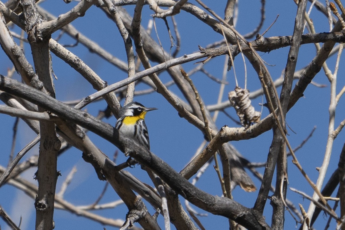 Yellow-throated Warbler (albilora) - Joey Negreann