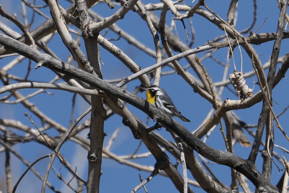 Yellow-throated Warbler (albilora) - ML616177891